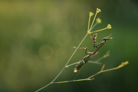 Conehead Mantis (Empusa Pennata) Leela Channer